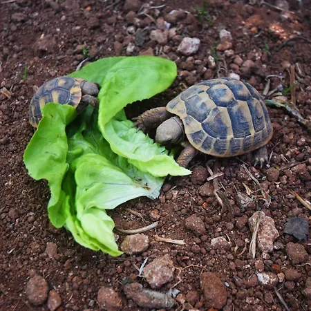 Masseria Pitanni Landhaus Gallipoli