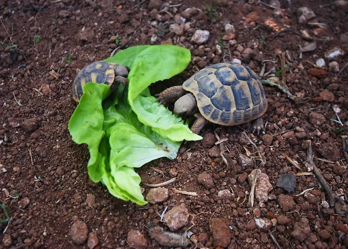 Masseria Pitanni Casa rural Gallipoli